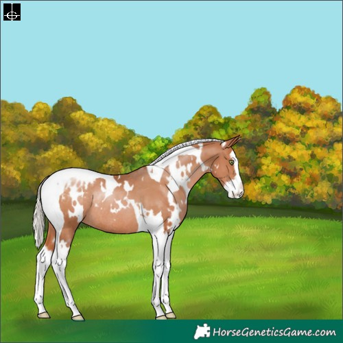 Horse Color:White Spotted Silver Brown Pearl Splash Tobiano Appaloosa Rabicano 