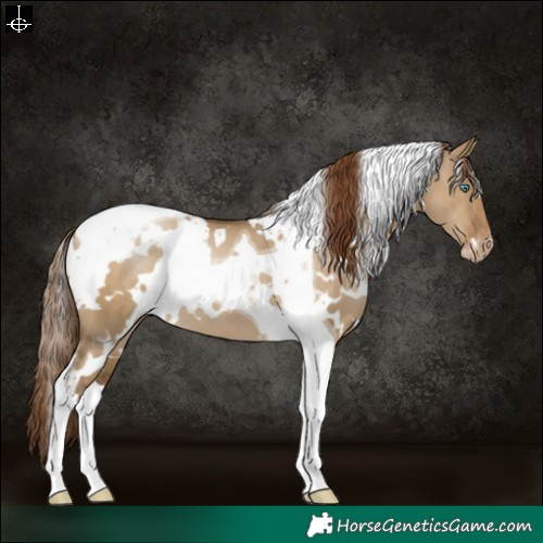 Horse Color:Gray White Spotted Smoky Grullo Pearl Tobiano Appaloosa 
