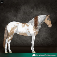 Horse Color:Gray White Spotted Smoky Grullo Pearl Tobiano Appaloosa 