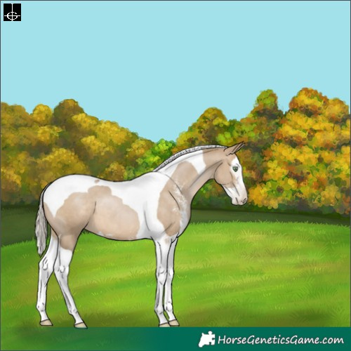 Horse Color:Gray Silver Brown Pearl Dun Sabino Splash Tobiano Appaloosa 