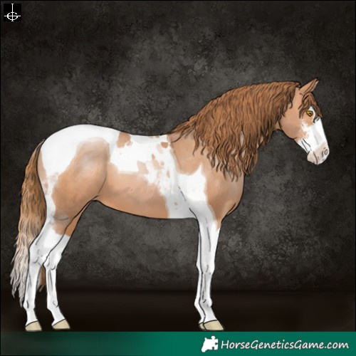 Horse Color:Brown Pearl Sabino Splash Tobiano Appaloosa 
