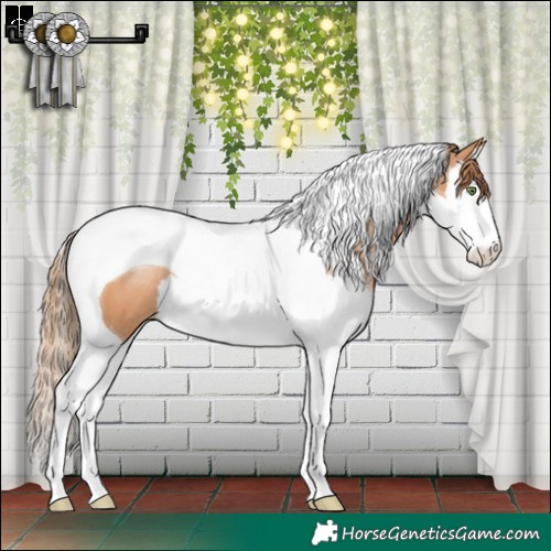 Horse Color:Brown Pearl Sabino Splash Tobiano Appaloosa 
