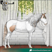 Horse Color:Brown Pearl Sabino Splash Tobiano Appaloosa