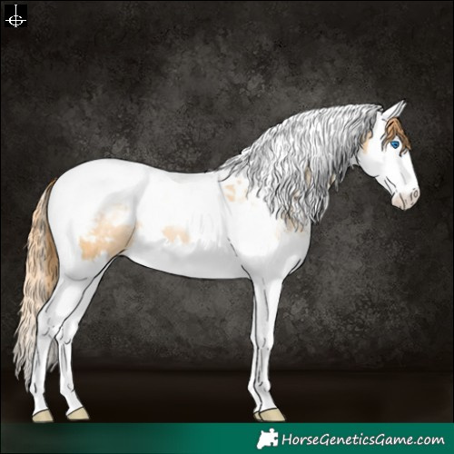 Horse Color:Buckskin Pearl Sabino Splash Tobiano Appaloosa 