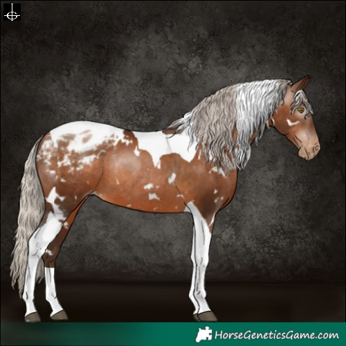 Horse Color:Gray White Spotted Silver Brown Pearl Tobiano Appaloosa Rabicano