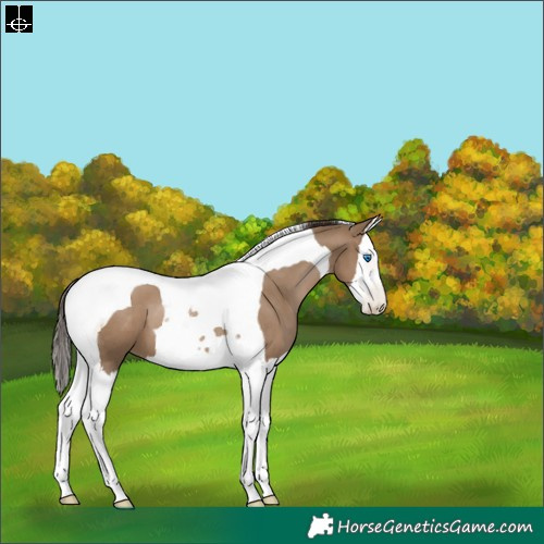 Horse Color:Gray Grullo Pearl Sabino Splash Tobiano Appaloosa 