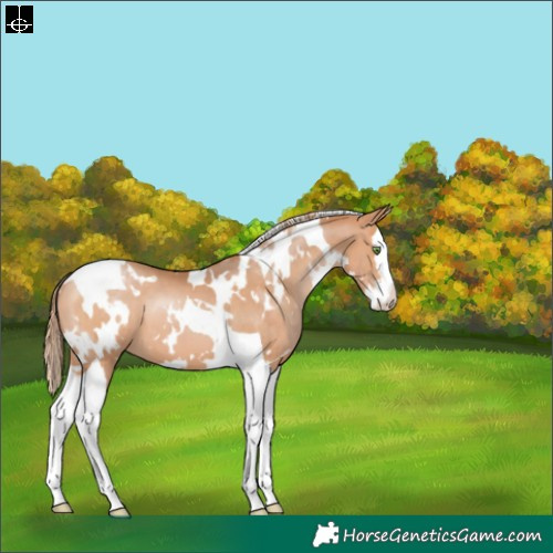 Horse Color:White Spotted Bay Pearl Splash Tobiano Appaloosa 