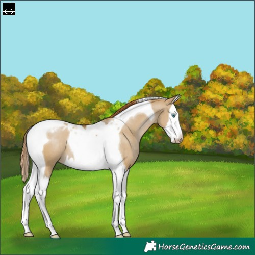 Horse Color:Gray Smoky Grullo Pearl Sabino Splash Tobiano Varnish 