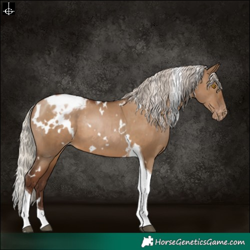 Horse Color:Gray White Spotted Silver Grullo Pearl Tobiano Appaloosa 