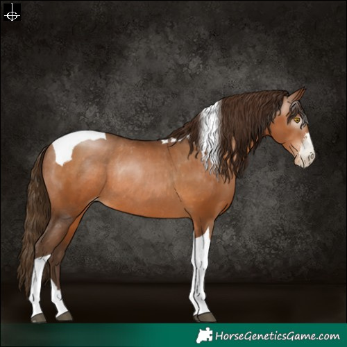 Horse Color:Gray Bay Pearl Sabino Tobiano Varnish Rabicano 