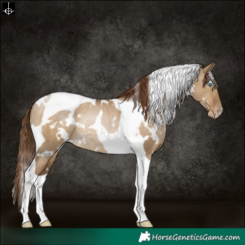 Horse Color:Gray White Spotted Smoky Grullo Pearl Tobiano Varnish Rabicano 