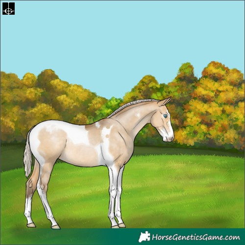 Horse Color:Gray Silver Buckskin Pearl Dun Sabino Tobiano Varnish Rabicano 