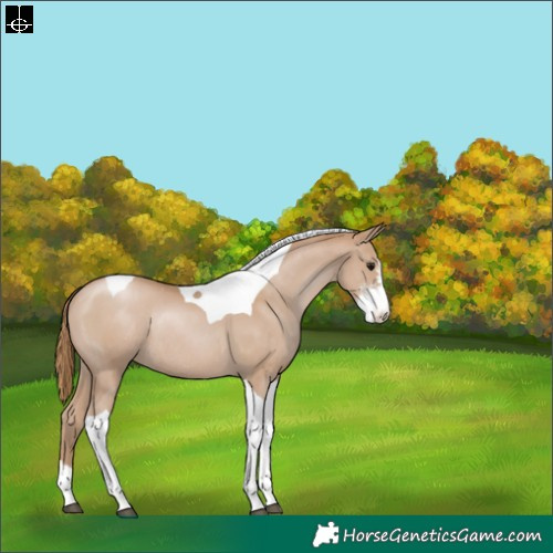 Horse Color:Black Pearl Sabino Tobiano Appaloosa Rabicano 