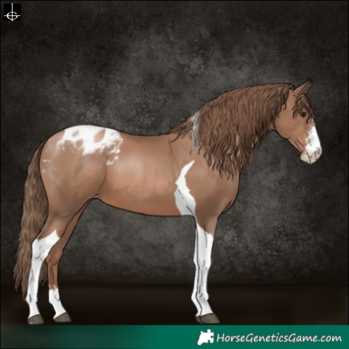 Horse Color:Black Pearl Sabino Tobiano Appaloosa 