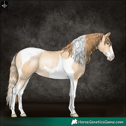 Horse Color:Smoky Black Pearl Sabino Splash Tobiano Varnish Rabicano 