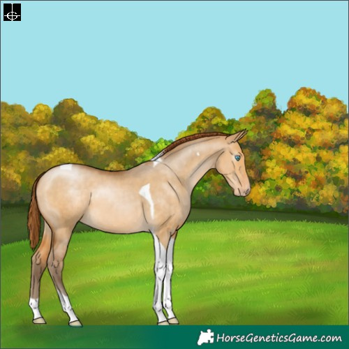 Horse Color:Gray Buckskin Pearl Dun Sabino Tobiano Appaloosa 