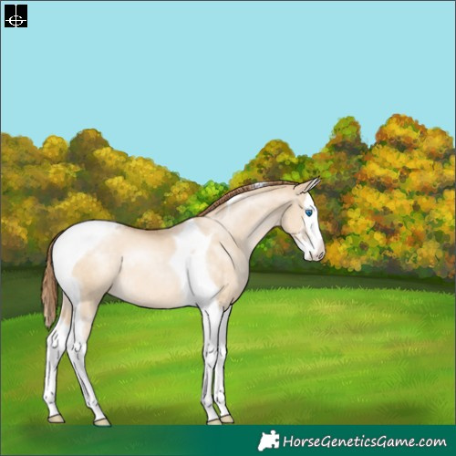 Horse Color:Buckskin Pearl Dun Sabino Splash Tobiano Varnish Rabicano 