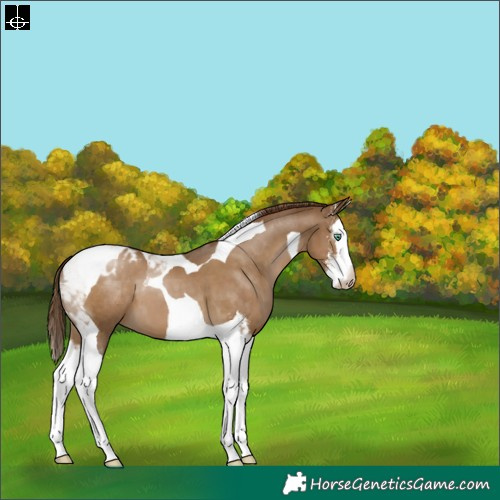 Horse Color:Gray Smoky Black Pearl Sabino Splash Tobiano Varnish 