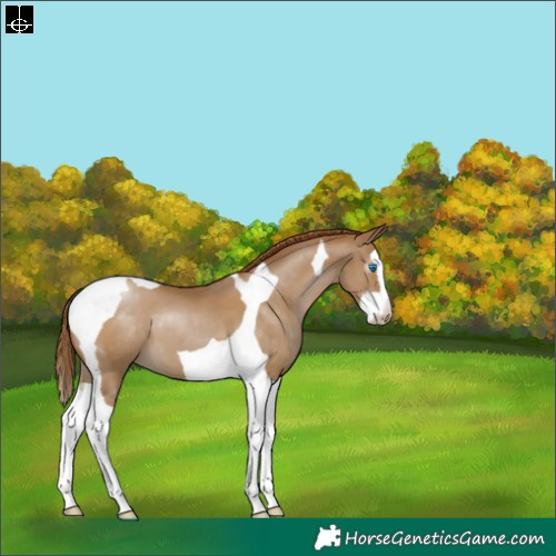 Horse Color:Gray Smoky Black Pearl Sabino Splash Tobiano Appaloosa