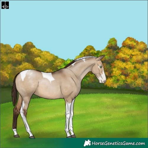 Horse Color:Gray Brown Pearl Dun Sabino Tobiano Varnish 