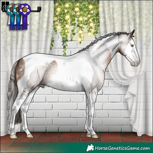 Horse Color:Gray Brown Pearl Sabino Splash Tobiano Appaloosa 