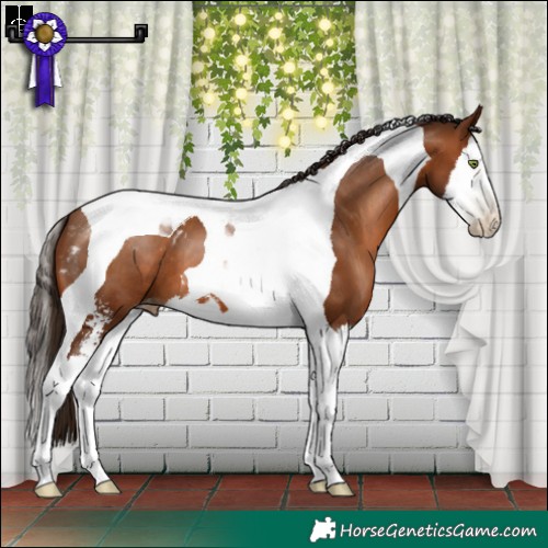 Horse Color:Gray Brown Pearl Sabino Splash Tobiano Appaloosa 