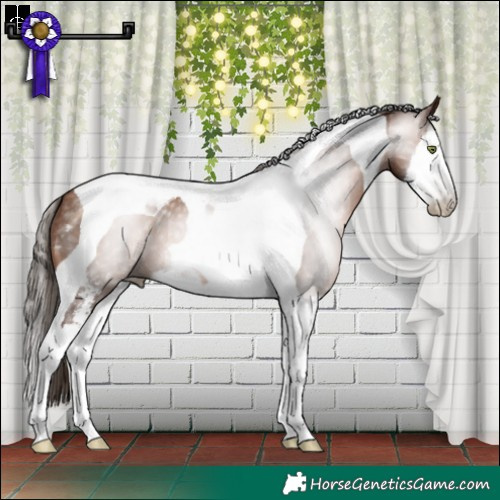 Horse Color:Gray Brown Pearl Sabino Splash Tobiano Appaloosa 