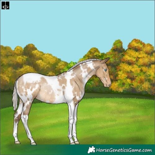 Horse Color:Gray White Spotted Silver Smoky Grullo Pearl Tobiano Varnish Rabicano 