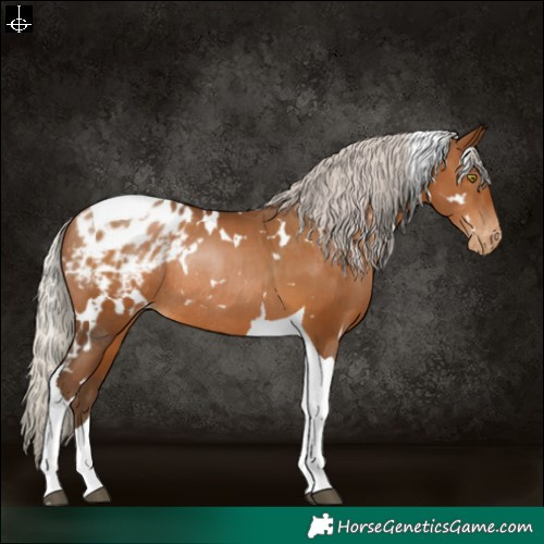 Horse Color:Gray White Spotted Silver Bay Pearl Tobiano Blanket Rabicano 