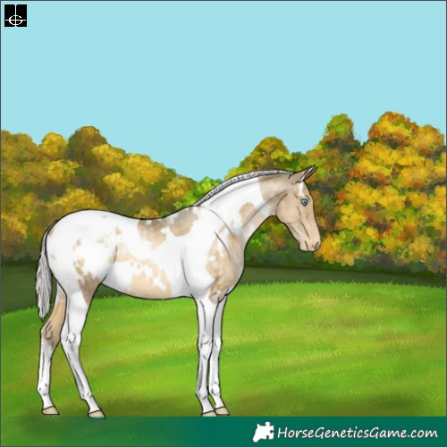 Horse Color:White Spotted Silver Buckskin Pearl Tobiano Blanket 