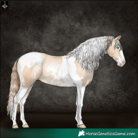 Horse Color:White Spotted Buckskin Pearl Splash Tobiano Appaloosa