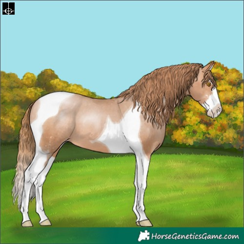 Horse Color:Bay Pearl Sabino Splash Tobiano Varnish