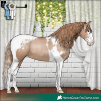 Horse Color:Black Pearl Sabino Splash Tobiano Appaloosa 