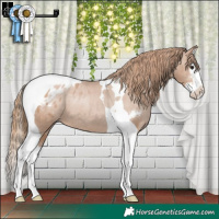 Horse Color:Black Pearl Sabino Splash Tobiano Appaloosa