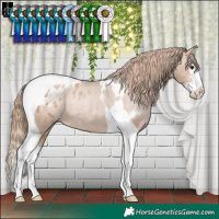 Horse Color:Black Pearl Sabino Splash Tobiano Appaloosa