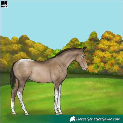 Horse Color:Gray Smoky Black Pearl Sabino Tobiano Appaloosa 