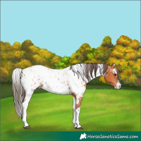 Horse Color:Bay Splash Tobiano Appaloosa and Bay Splash Tobiano Appaloosa