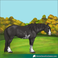 Horse Color:Smoky Black  and Smoky Black 