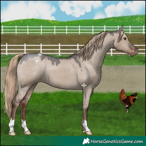 Horse Color:Liver Red Dun Varnish 