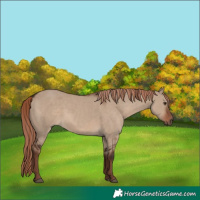 Horse Color:White Spotted Liver Red Dun 