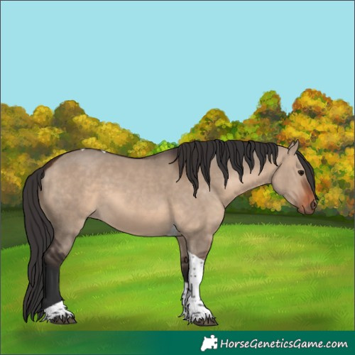 Horse Color:Brown Dun Tobiano Rabicano 