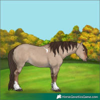 Horse Color:Liver Red Dun Tobiano Rabicano
