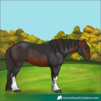 Horse Color:White Spotted Bay