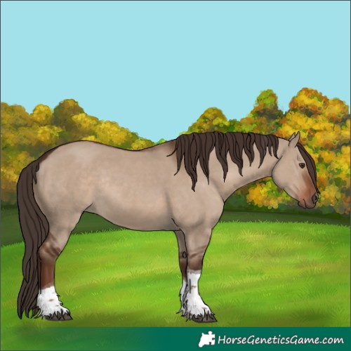 Horse Color:Liver Red Dun Tobiano Rabicano 