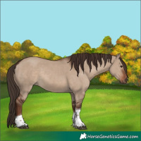 Horse Color:Liver Red Dun Tobiano Rabicano