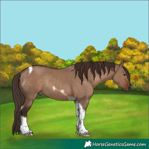 Horse Color:Liver Red Dun Tobiano Rabicano 