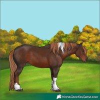 Horse Color:Liver Chestnut Tobiano 