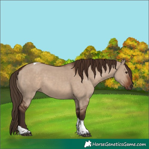Horse Color:Liver Red Dun Tobiano Rabicano 