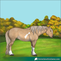 Horse Color:Chocolate Palomino Dun Tobiano Rabicano