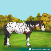Horse Color:White Spotted Bay Appaloosa